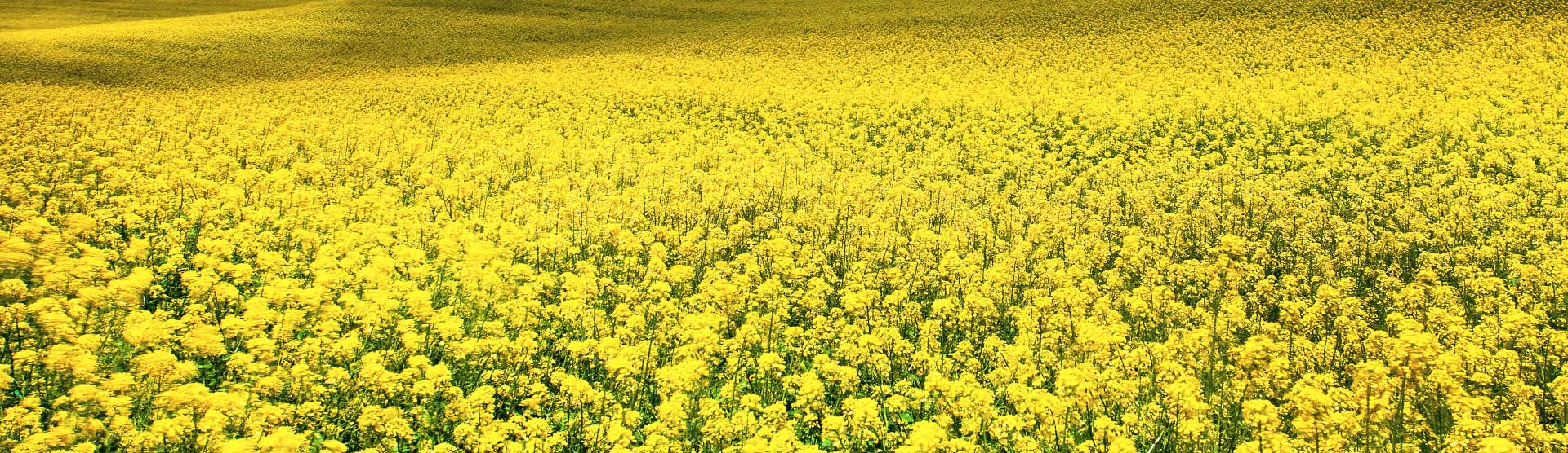 Canola Field Crop Spraying